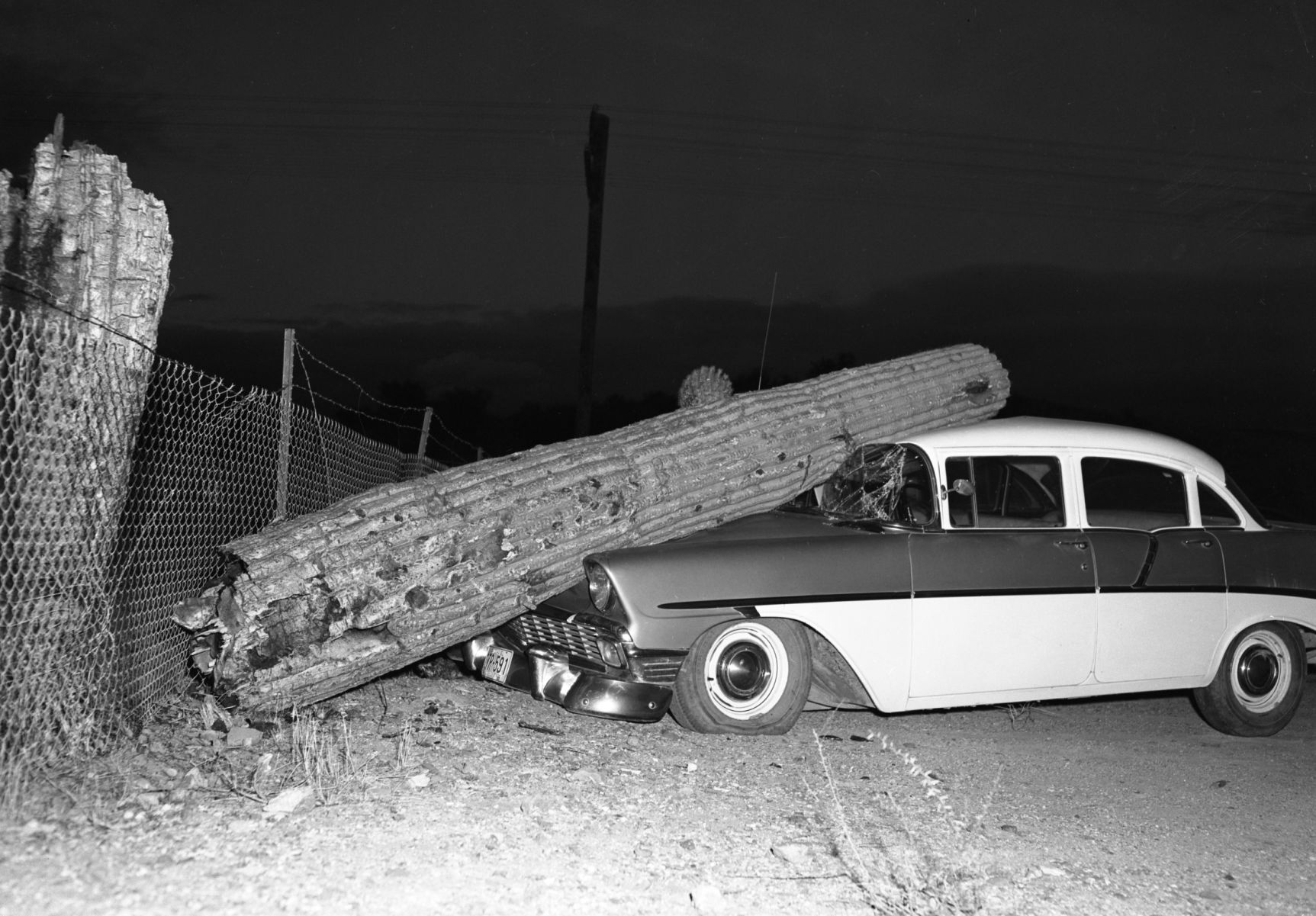 Saguaro mishap